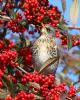 Fieldfare at Oakengrange Drive, Southend (Mike Bailey) (99335 bytes)